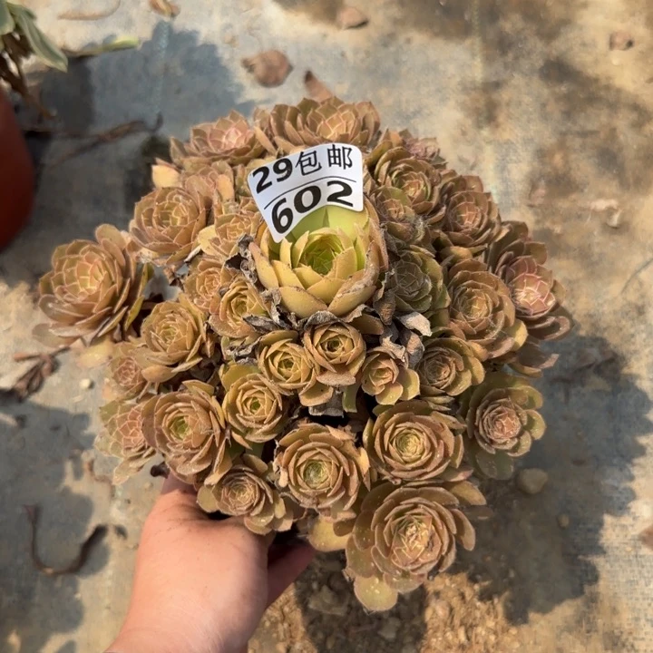 红魔……多肉植物……