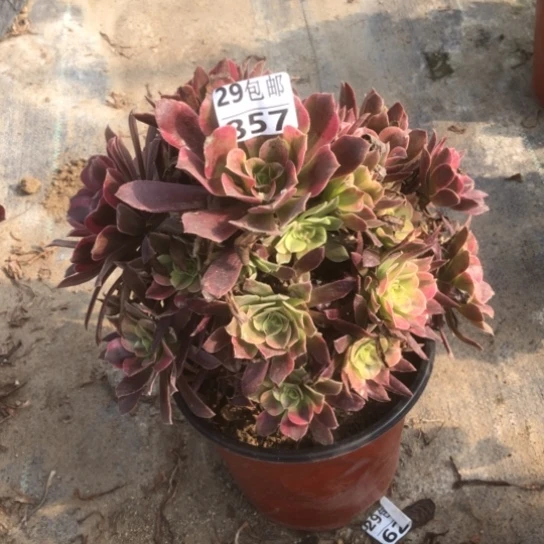 蒙娜丽莎……多肉植物……