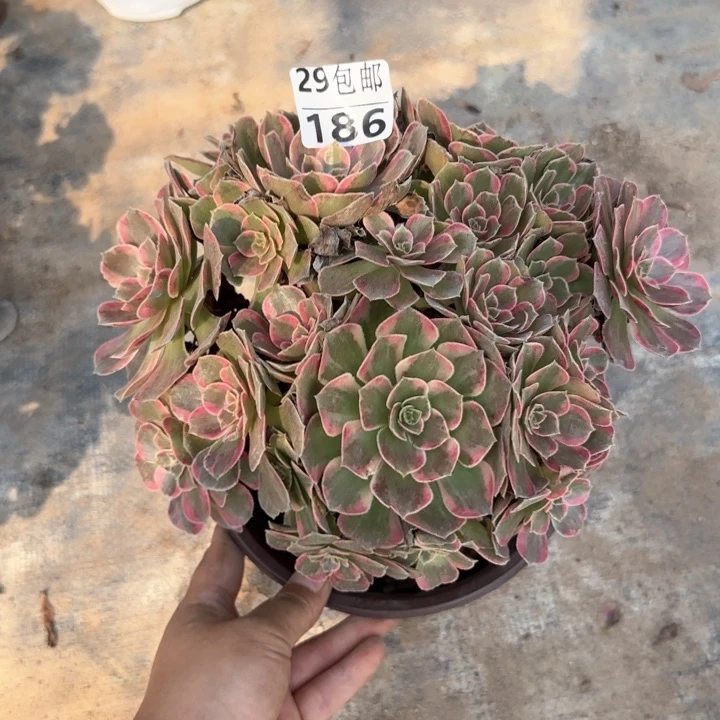 安娜……多肉植物……