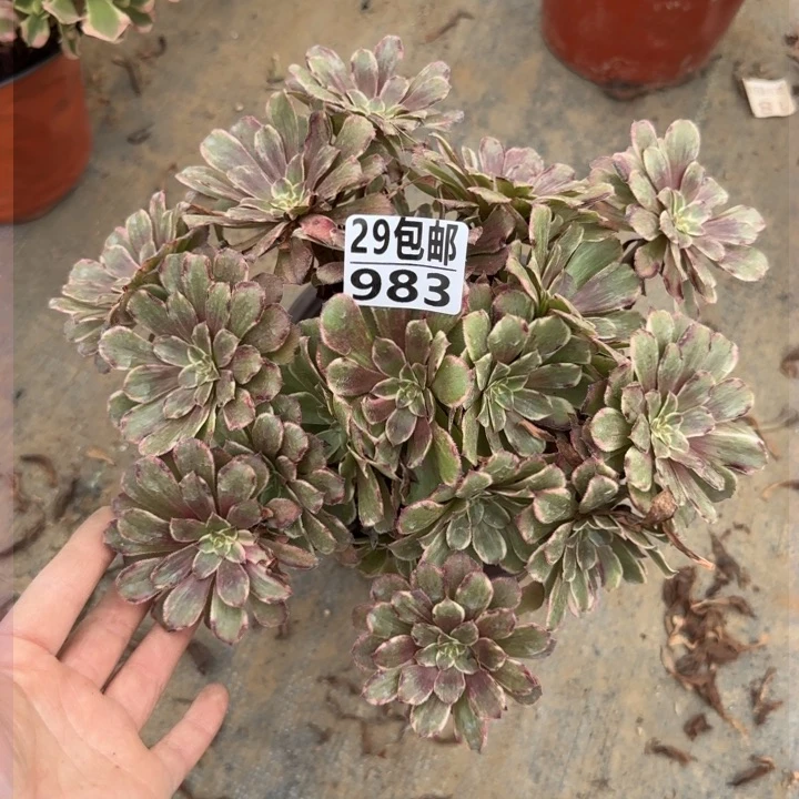 水墨……多肉植物……