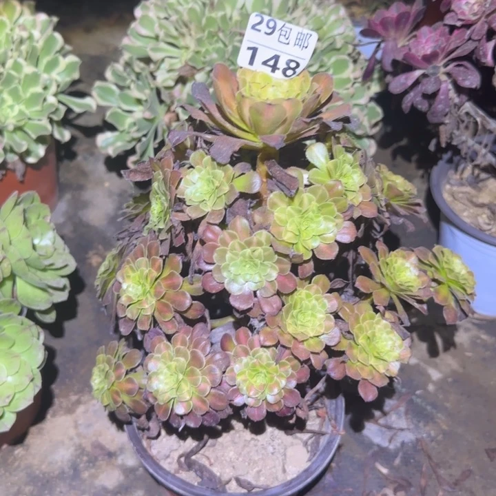 红铜白中班……多肉植物的