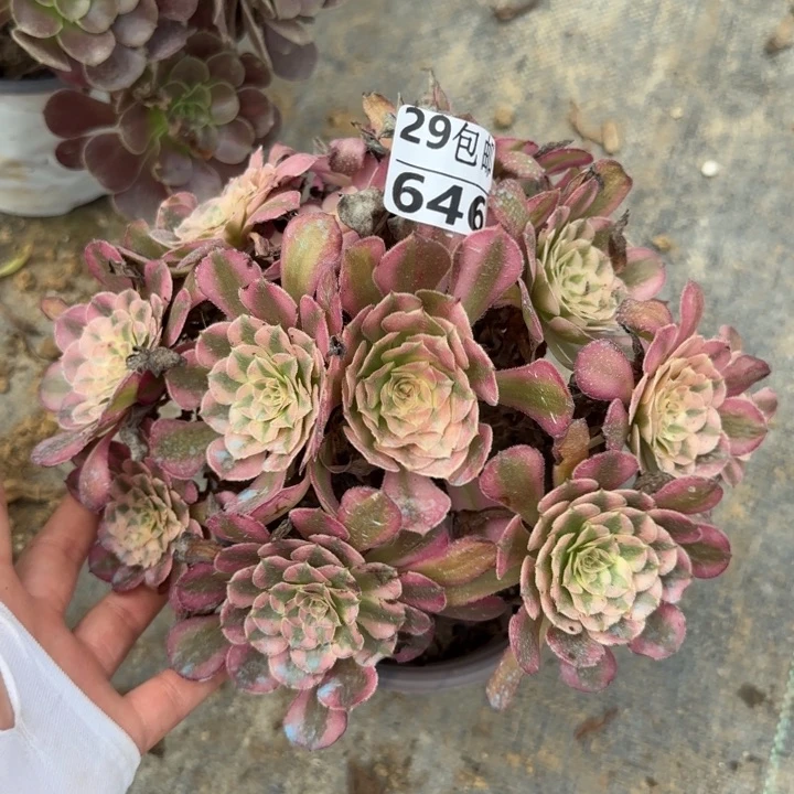 红铜白……多肉植物……