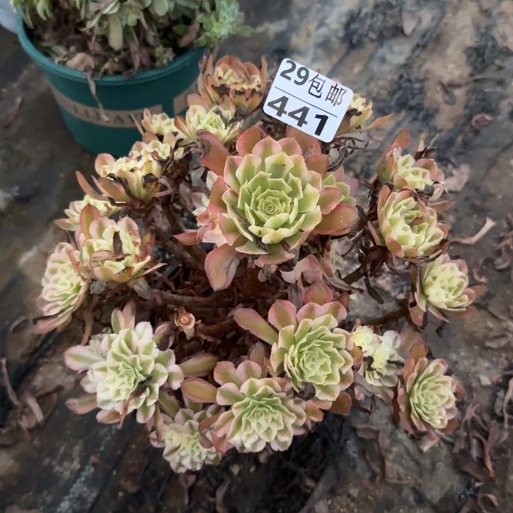 红铜白……多肉植物的