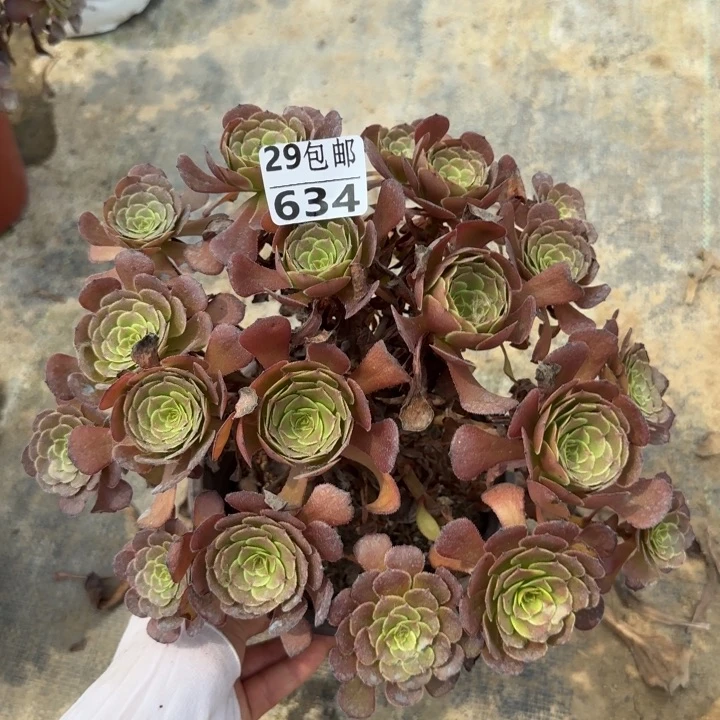 黑萝莉……多肉植物……