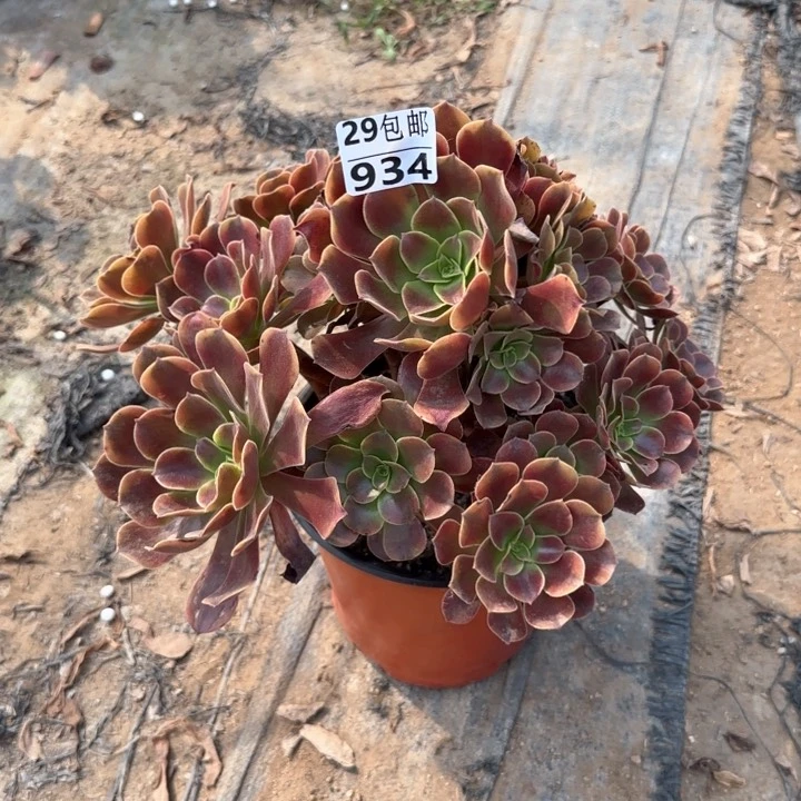 欧嘉莉……杆弯～多肉植物