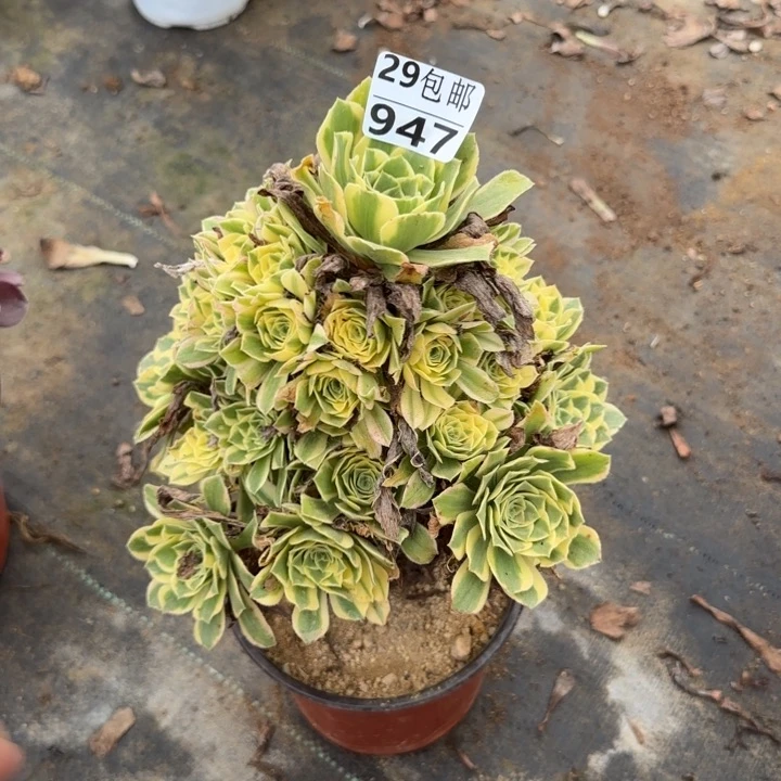 艳凝……多肉植物……