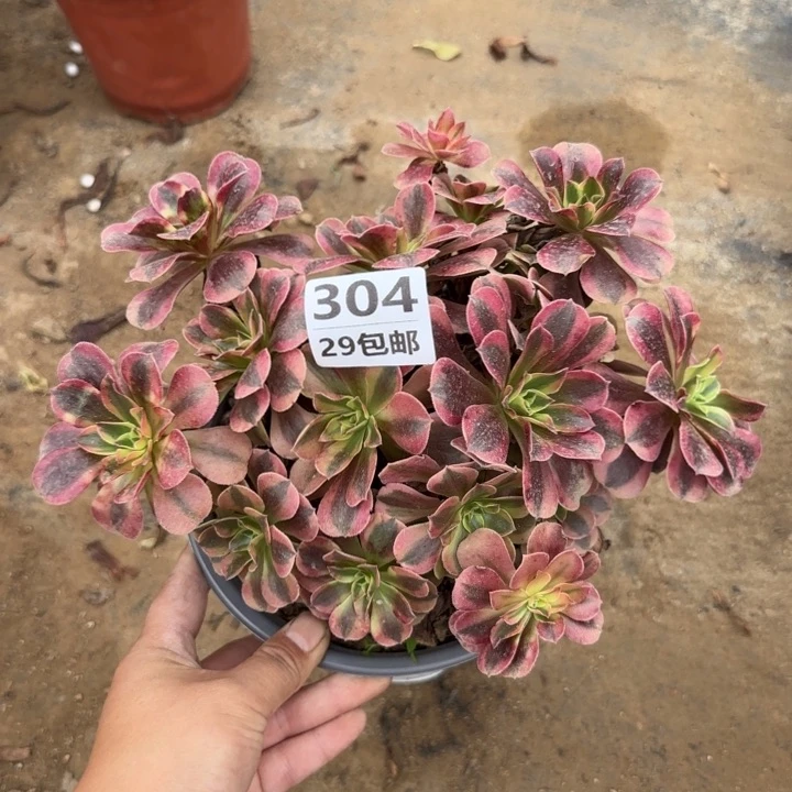 美度……多肉植物……