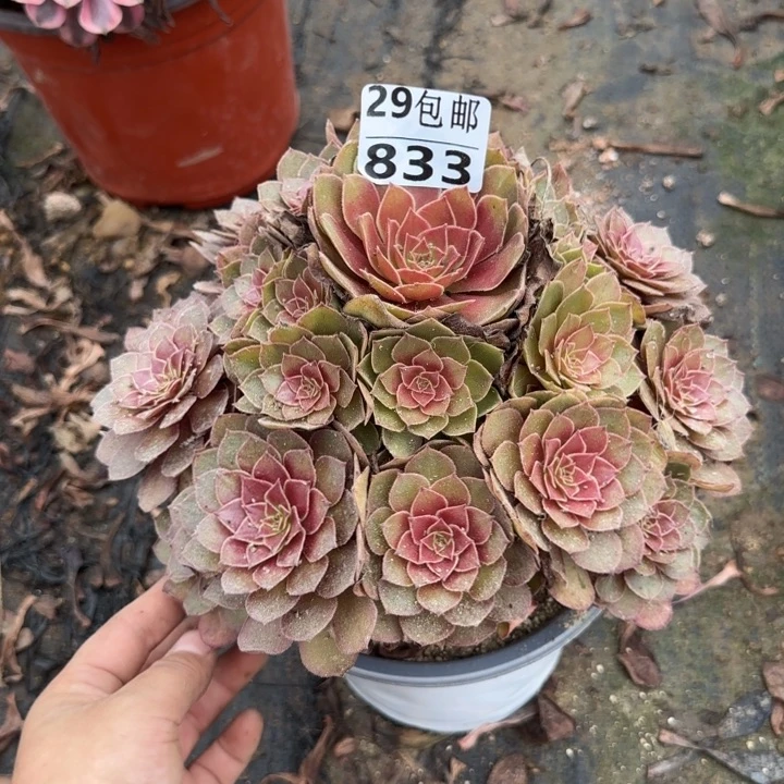 红魔……多肉植物……