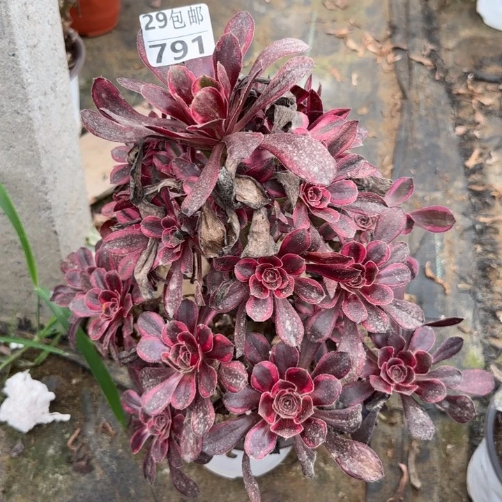 丽娜……多肉植物……