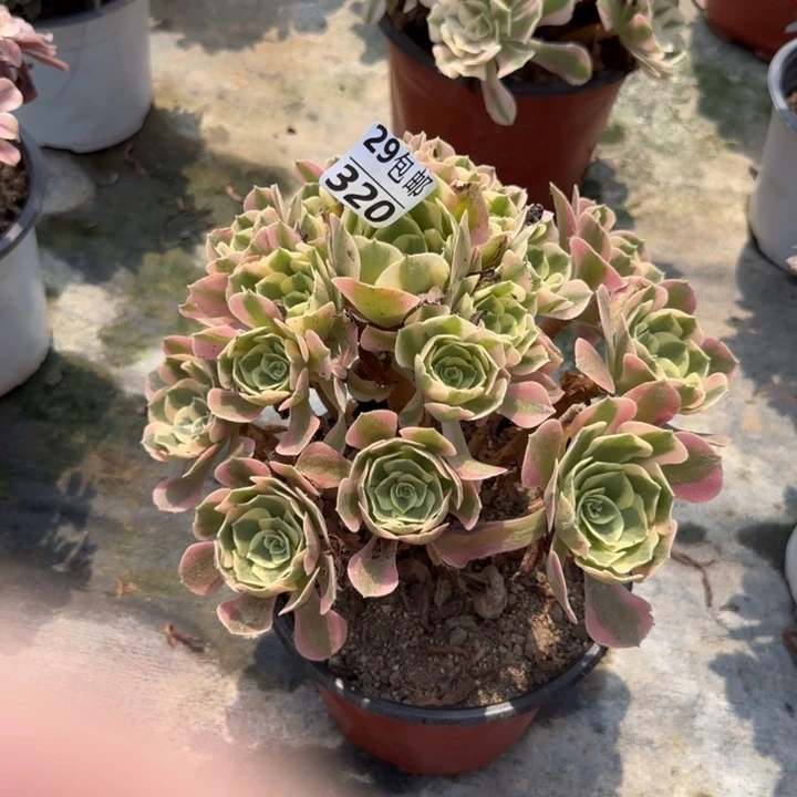 女郎……多肉植物……