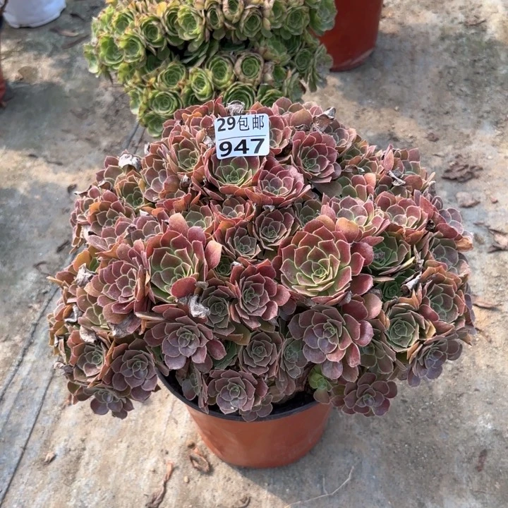 荷兰玫瑰……多肉植物……