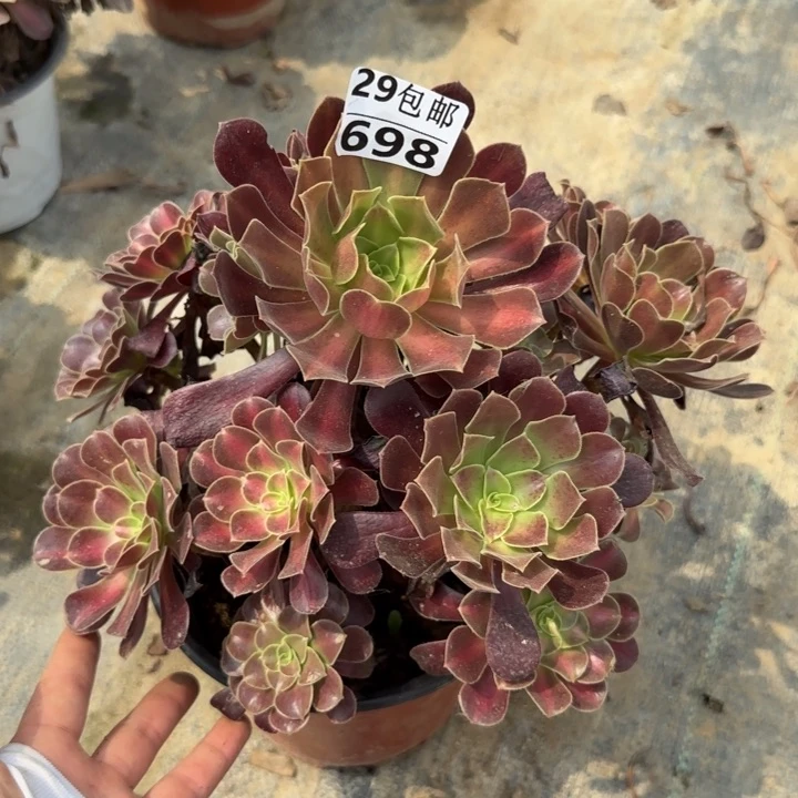 花娜……多肉植物……