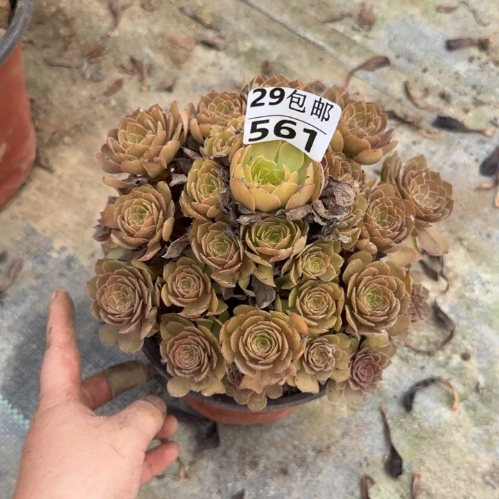 桃花石……多肉植物……