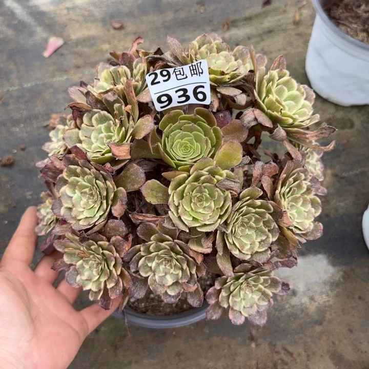水墨画……多肉植物……