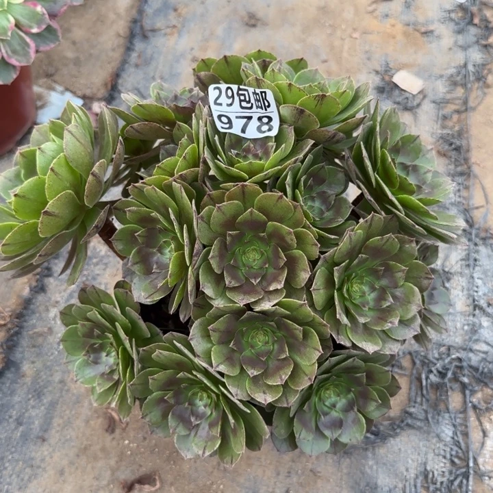 万拉……多肉植物的