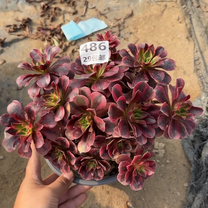 美度……多肉植物……