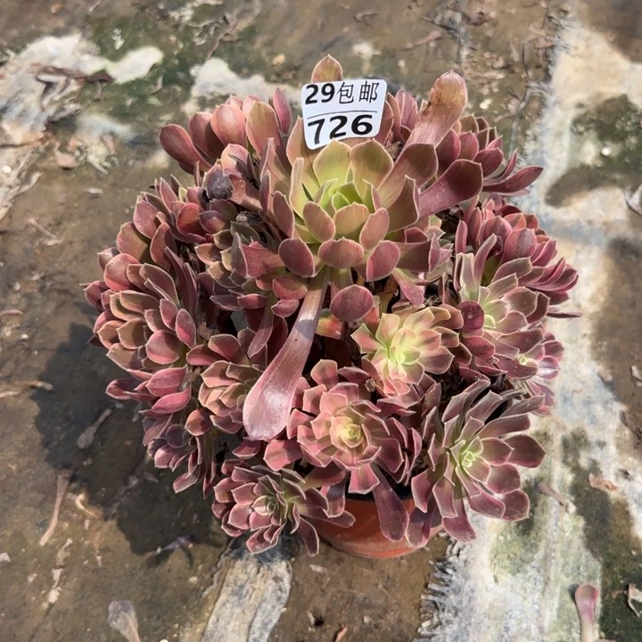 金丝～多肉植物……