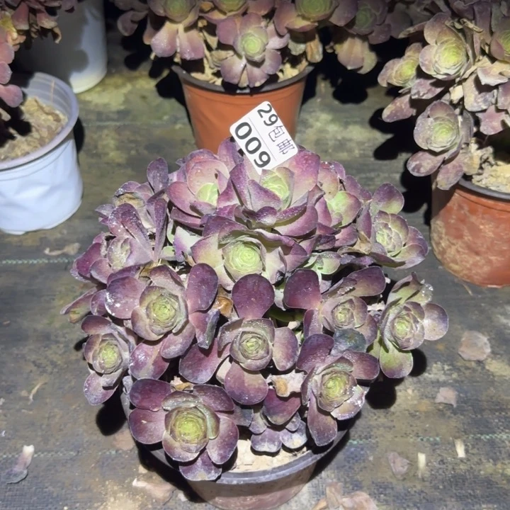 魅金玫瑰……多肉植物的