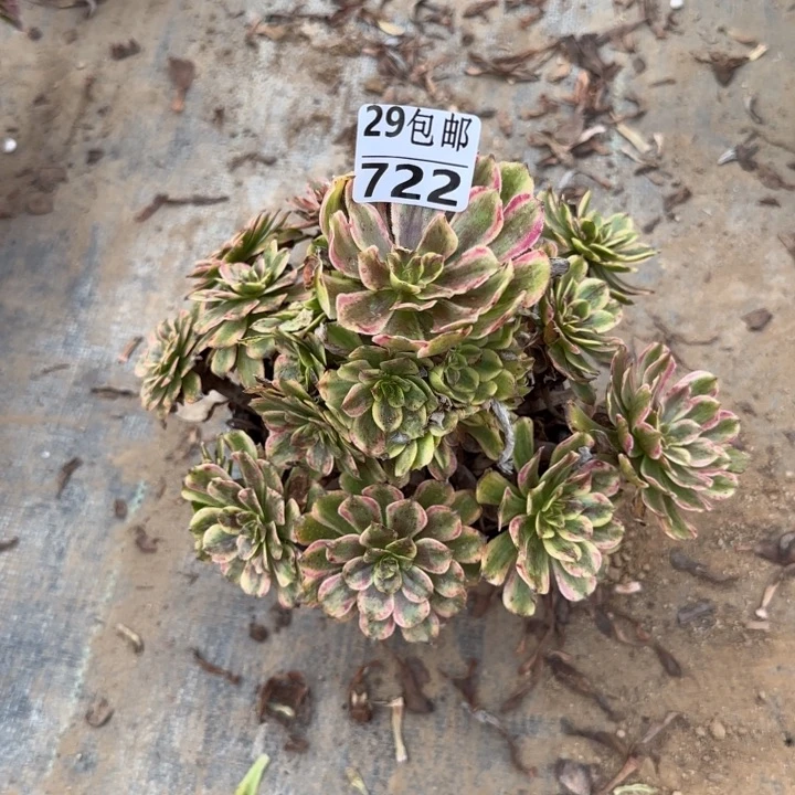 粉黛……多肉植物……