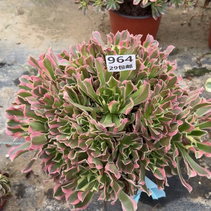 白凤……多肉植物的