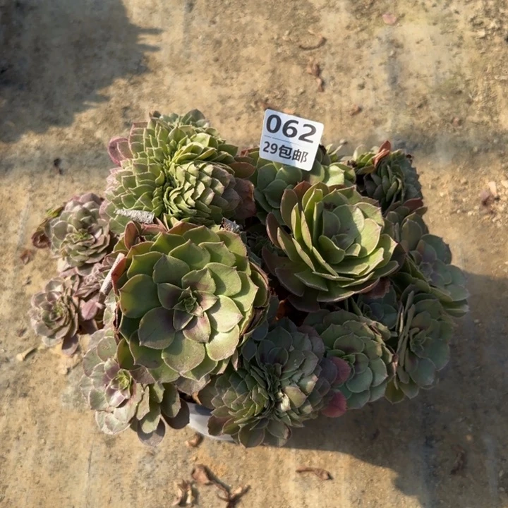 万缀……多肉植物……