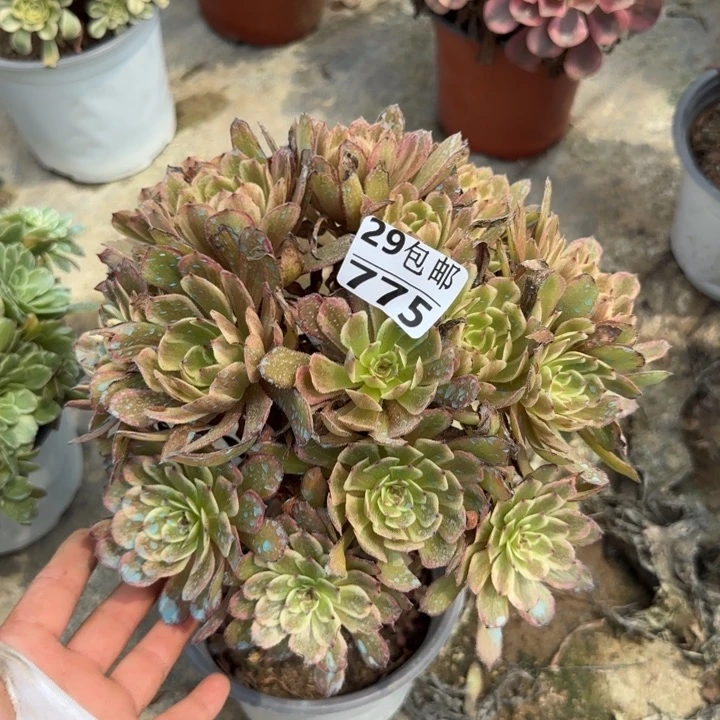 紫霞……多肉植物……