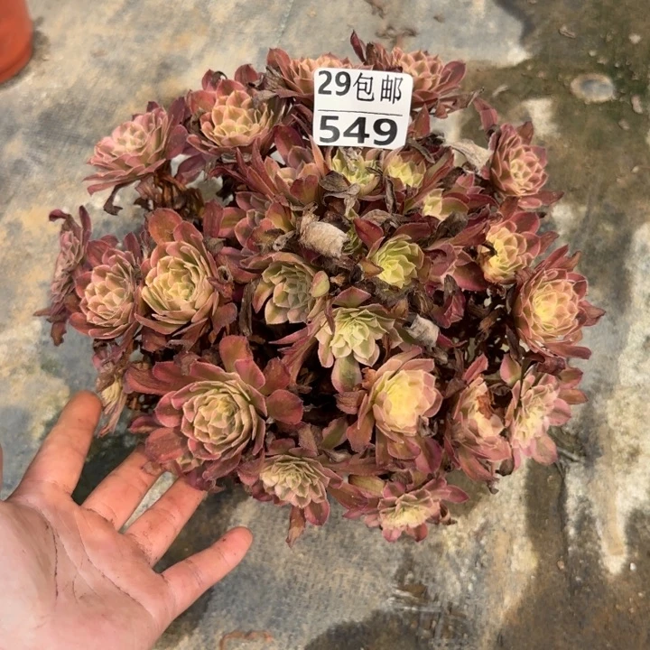 红铜白……多肉植物……