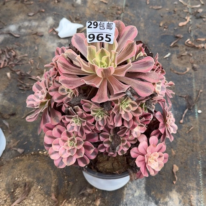 美杜……多肉植物……