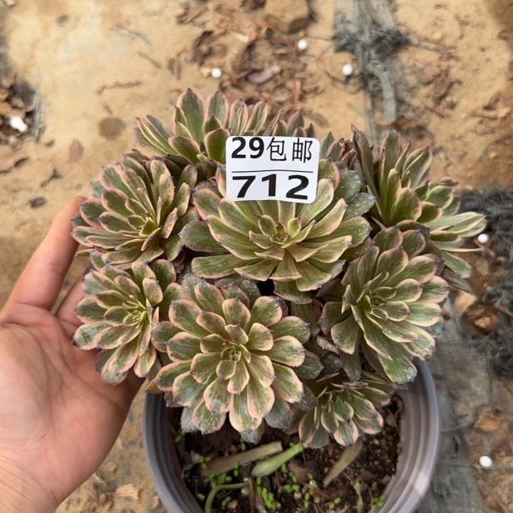 紫霞……多肉植物……