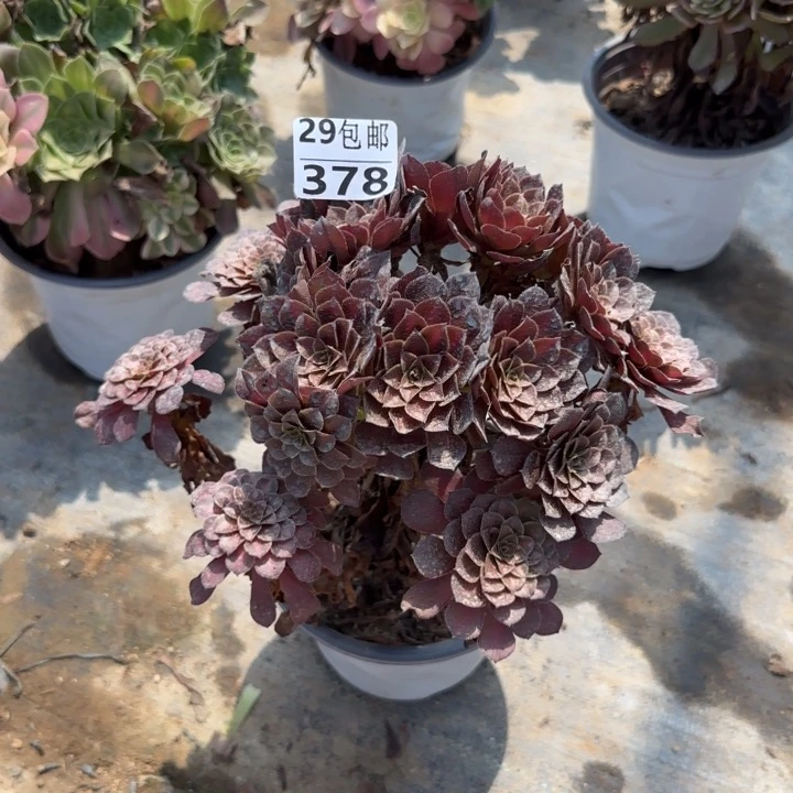 黑铜中班……多肉植物……