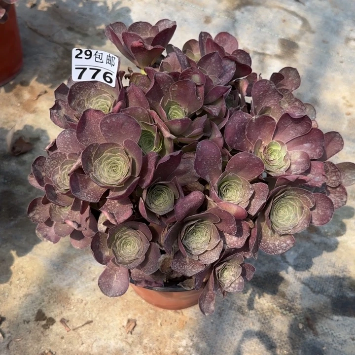 魅金。……多肉……植物