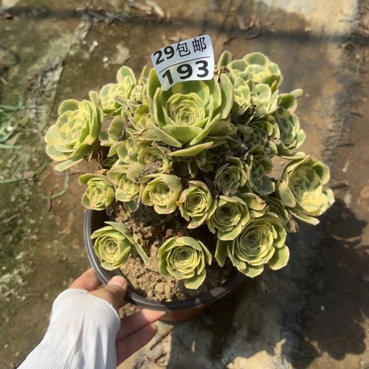 迈巴赫……多肉植物……