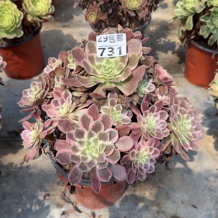 白婚纱……多肉植物……