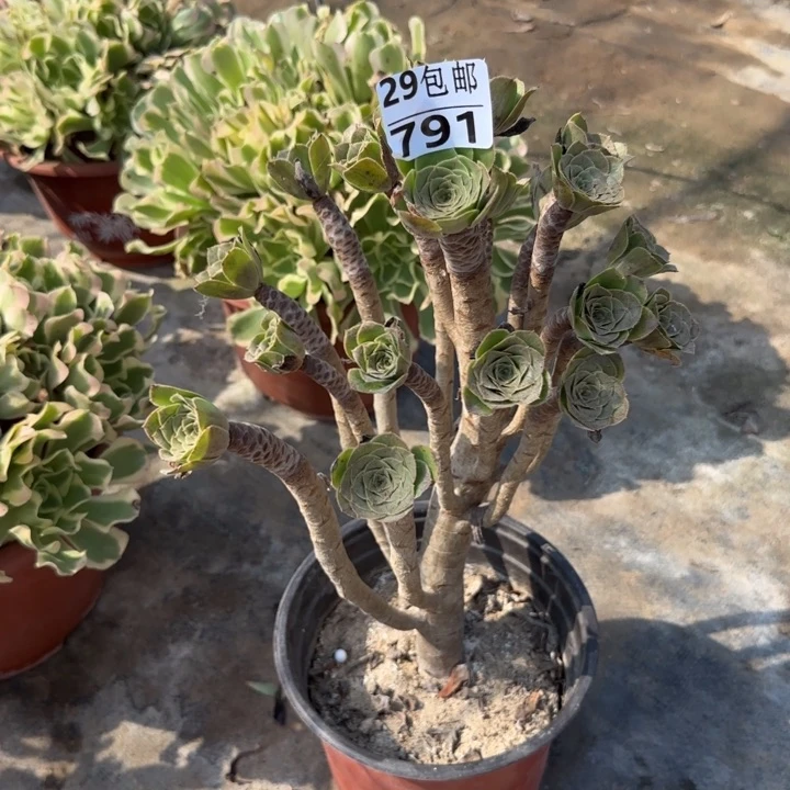 原始绿……多肉植物……