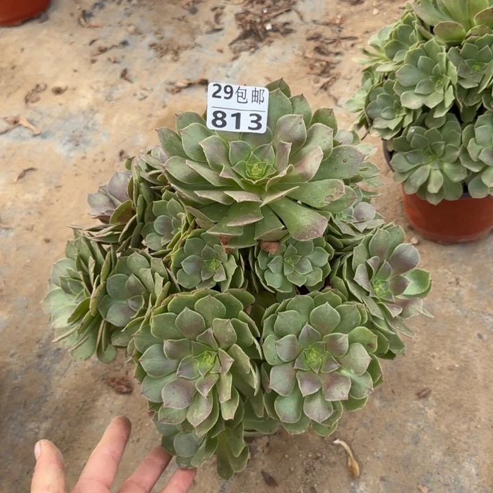 万圣节……多肉植物……