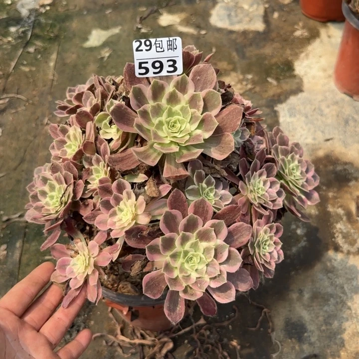 婚纱……多肉植物……