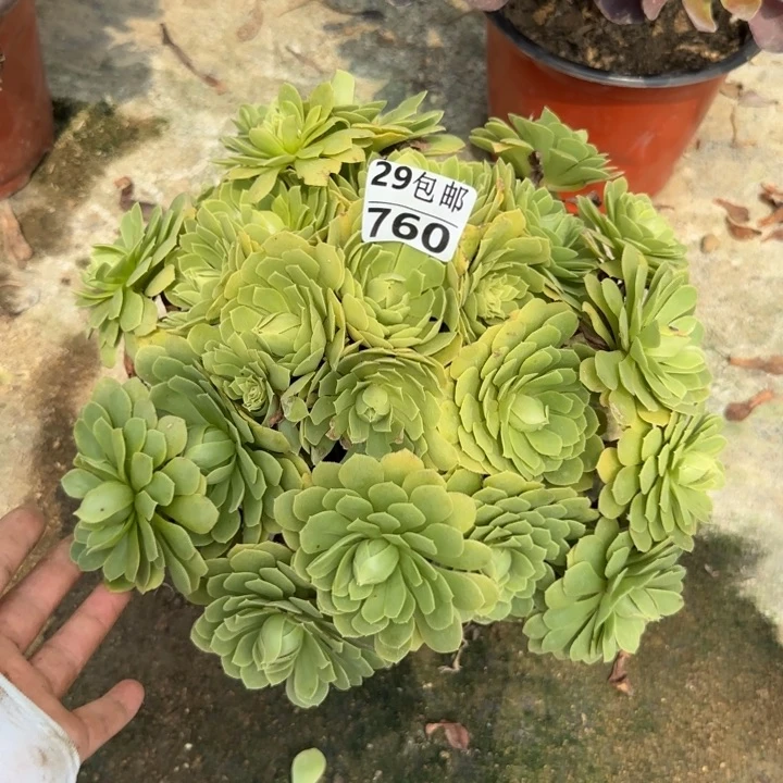 原始翡翠～多肉植物……