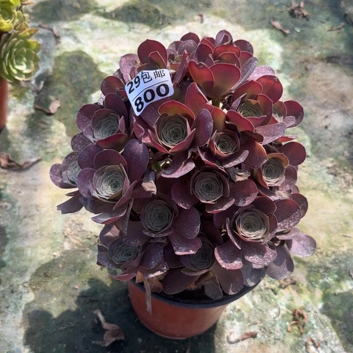 魅金……多肉植物……