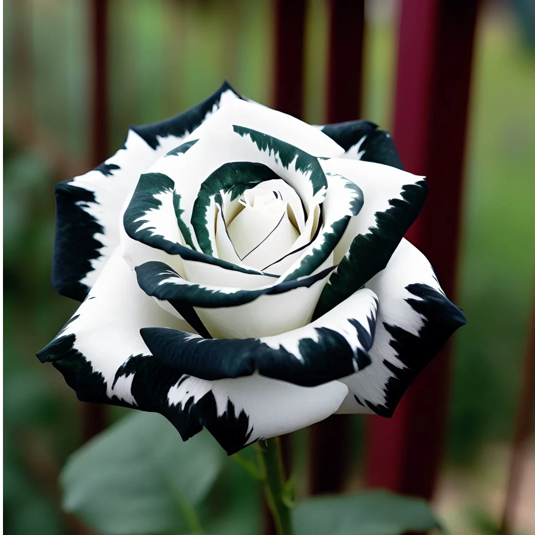 稀有玫瑰大花浓香四季开花月季花卉盆栽玫瑰老桩花苗新手易活绿植