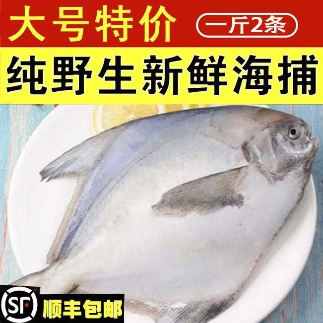 【一斤2条】东海大白鲳银鲳鱼 包邮舟山台州码头直发