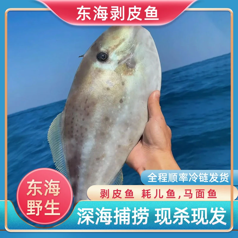特大号野生剥皮鱼【6条现杀现发】舟山海捕马面鱼耗儿鱼+送半斤小鱼