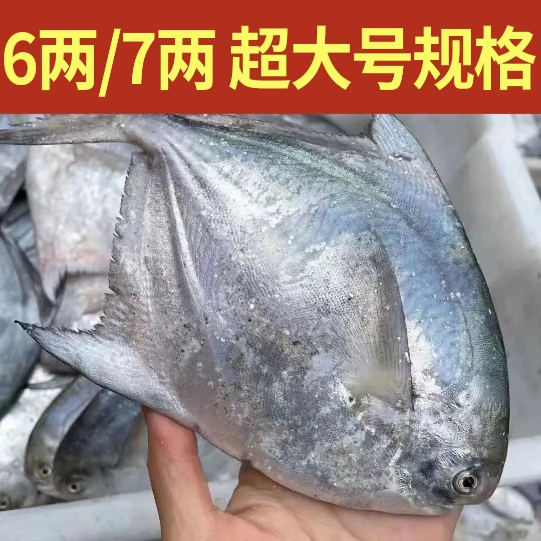 【6两/7两】多规格 东海大白鲳银鲳鱼台州码头直发