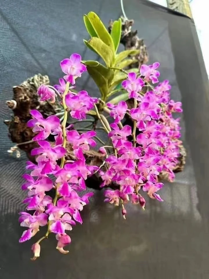 石斛花卉一物一拍