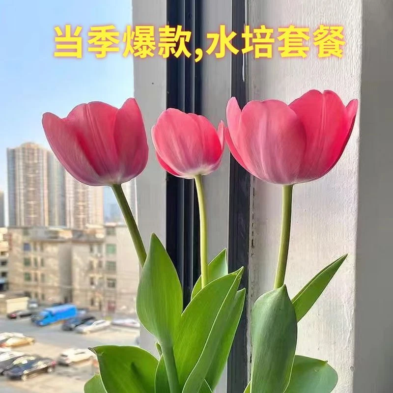 郁金香大球种球进口水培水养鲜花耐寒土培绿植地栽盆栽室外室内花