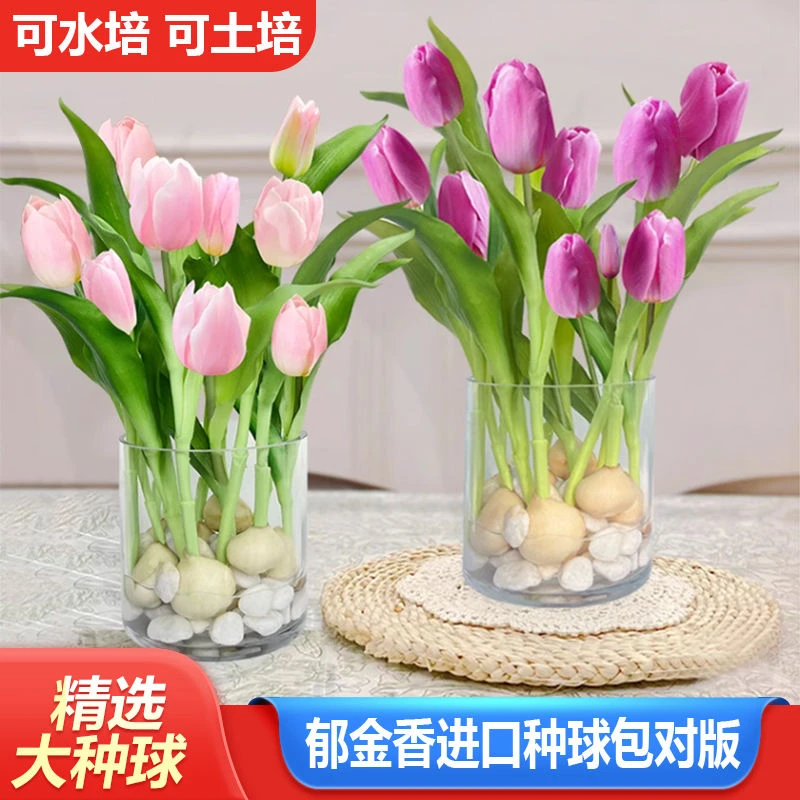 郁金香种球水培土培耐寒花卉室内外庭院球根种子盆栽植物荷兰进口