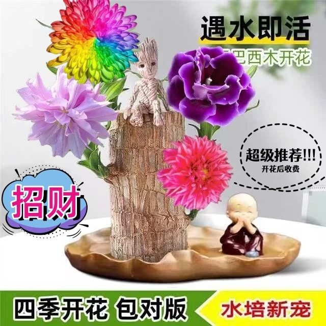 【可开花】巴西木水养幸运盆栽室内四季长青驱蚊迷你绿植花卉盆栽