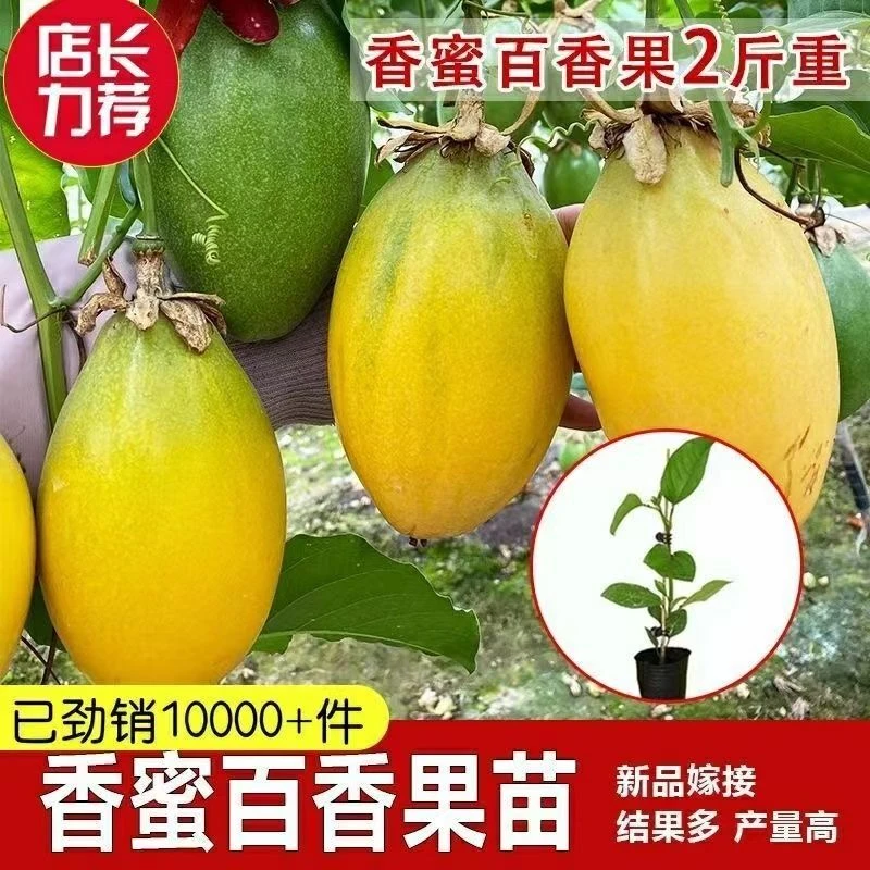 高端新品种木瓜香蜜百香果正品嫁接苗，种植3-6个月可开花结果了。