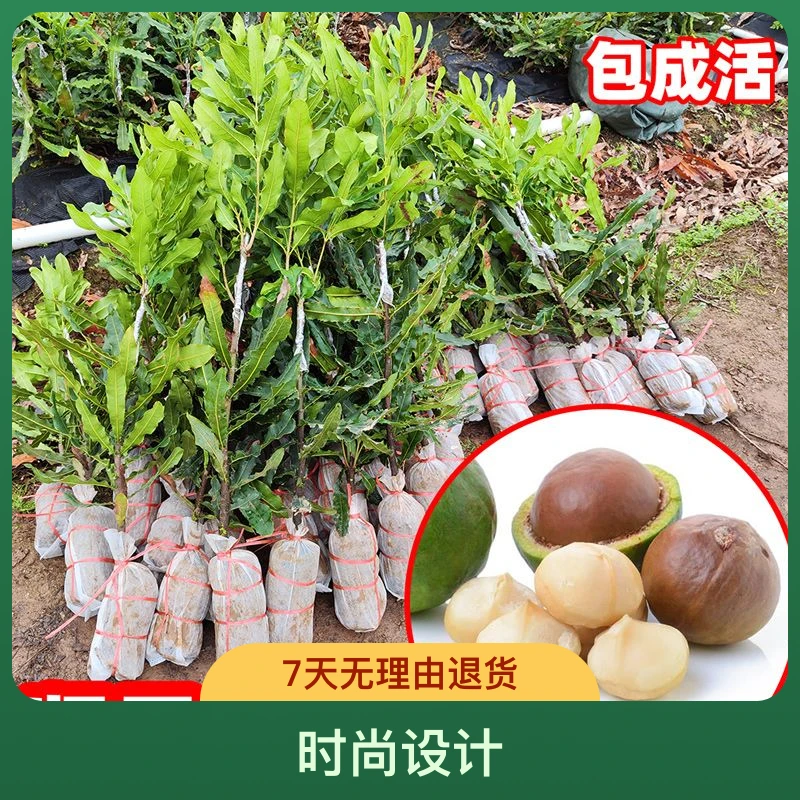 新品夏威夷坚果品种广西0C坚果正品嫁接苗果大产量高带土带叶发货