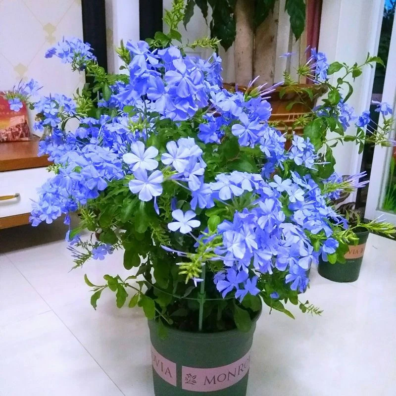 蓝雪花盆栽大苗阳台耐热爬藤四季开花蓝雪花棒棒糖带花苞植物耐热