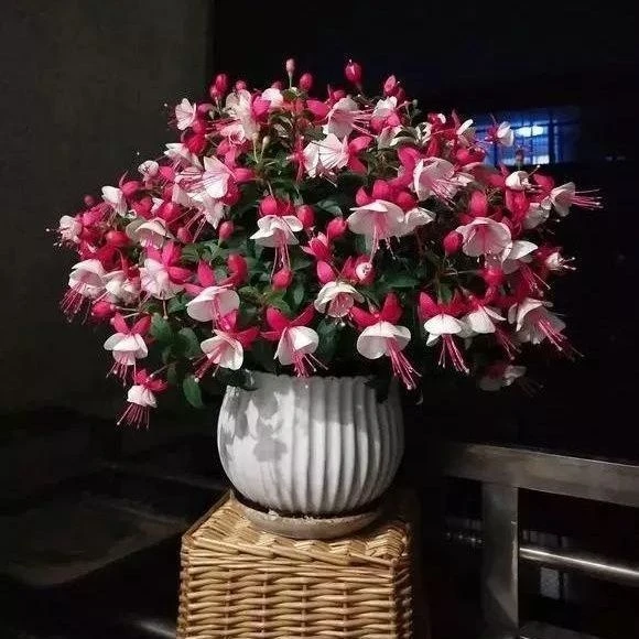 倒挂金钟花盆栽带花苞灯笼花重瓣花苗老桩大苗四季开花阳台好养